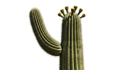 Isolated saguaro cactus against clear backdrop, Southwestern desert flora in natural form © Claudia