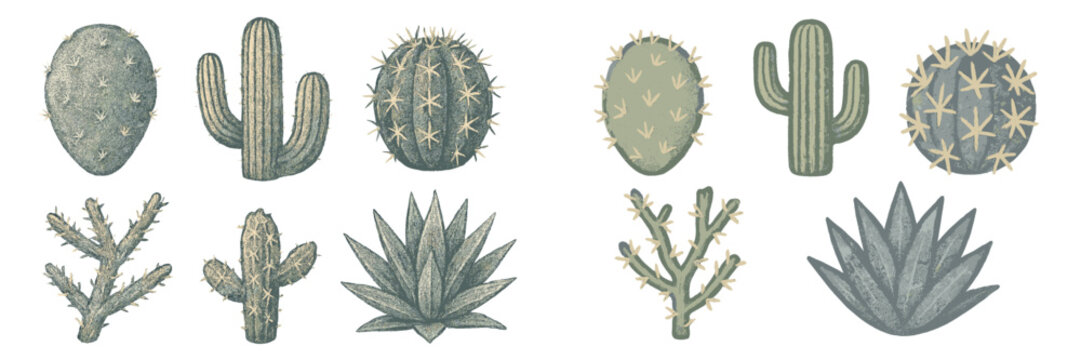 Botanical collection featuring diverse desert succulent plants, various types of cacti, and agave elements