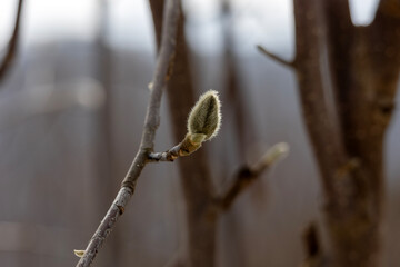 Magnolia buds in winter