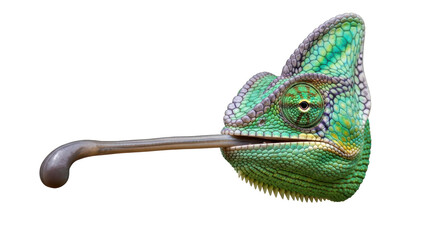 Isolated Chameleon with Tongue Out Catching Prey Reptile Exotic Animal Wildlife Nature © Fernando