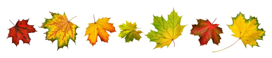 Collage of gorgeous colorful autumn leaves of maple, studio isolated on transparent or white background