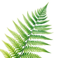 Green fern leaves and foliage in watercolor style png fern png leaves png foliage png green png watercolor png plant png transparent background
