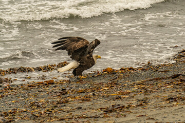 The bald eagle (Haliaeetus leucocephalus) is a large bird of prey that lives in North America. It is the national bird and state symbol of the United States of America.