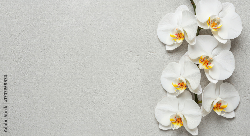 Poster elegant white orchid flowers on a neutral background a serene image of delicate orchids arranged on 