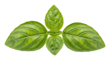 Isolated Basil Leaves