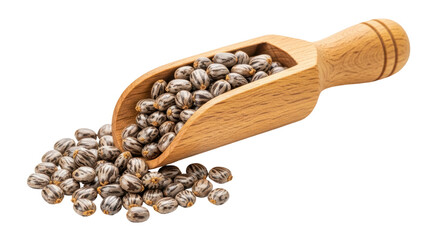 Isolated wooden scoop full of castor beans for organic skincare and pharmaceutical industry