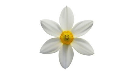 Isolated Daffodil