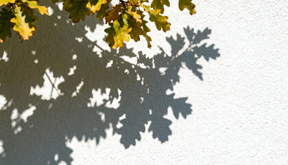 Natural oak tree leaves casting detailed shadow overlay on textured white wall, autumn foliage silhouette, outdoor light and shadow play, nature pattern background