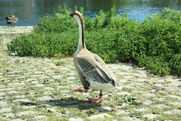 Swan goose Anser cygnoides walking away alert