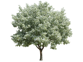 Obraz premium Isolated silver linden tree lush green foliage summer, Isolated On White Background, Png Transparent