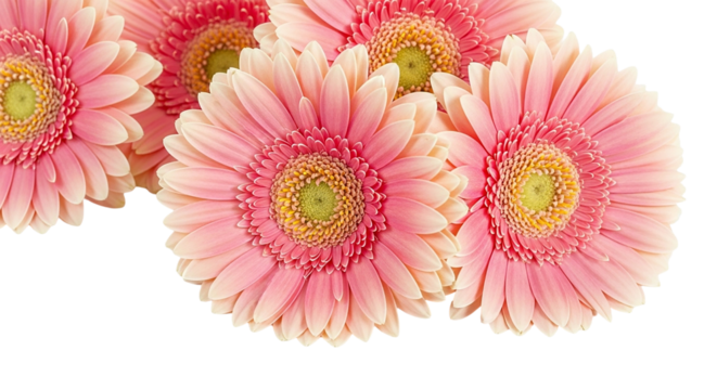 A bouquet of vibrant pink gerbera daisies bringing joy and celebrating the essence of spring on transparent background