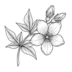 Detailed botanical drawing of a jasmine flower