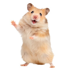 Hamster dancing pose png hamster png dancing png pose png pet png animal png funny png transparent background