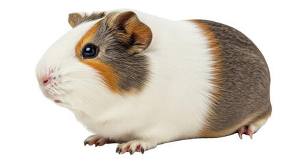 Isolated Guinea Pig Pet