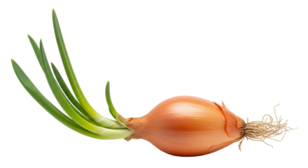 Isolated spring onion growing, still attached to the bulb, lying on its side, healthy food