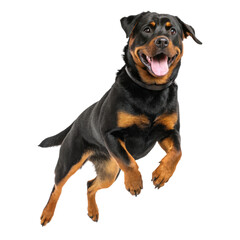 Obraz premium Happy rottweiler dog jumping floating in the air o png rottweiler png dog png jumping png floating png air png happy png transparent background
