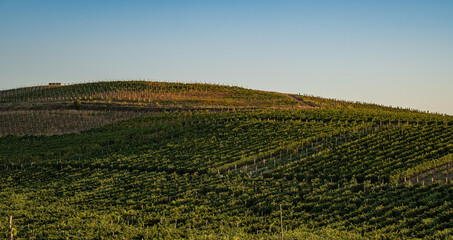 Rows of vineyard grape plants growing on sunny hillside slope, agricultural field with lush greenery under clear sky.