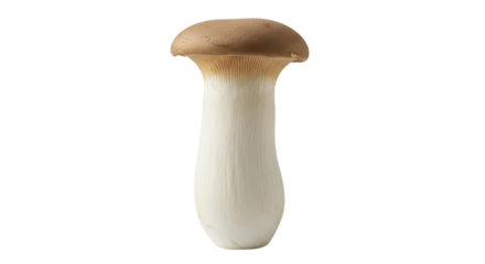 Isolated King Oyster Mushroom