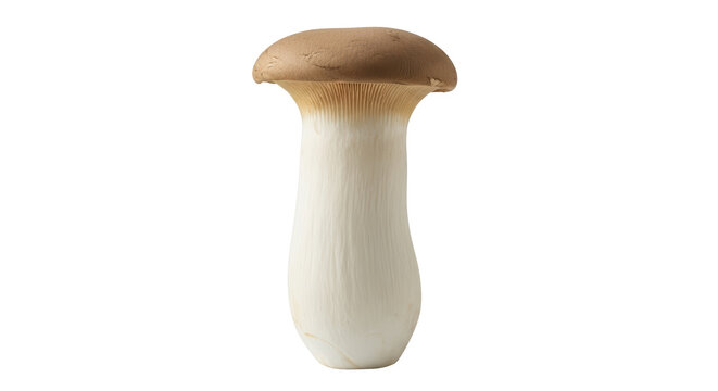 Isolated King Oyster Mushroom