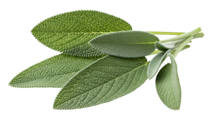 Isolated sage leaves bundle for aromatic herbal cooking ingredient flavoring taste cuisine