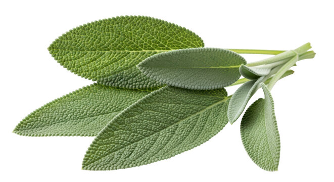 Isolated sage leaves bundle for aromatic herbal cooking ingredient flavoring taste cuisine