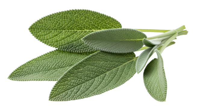Isolated sage leaves bundle for aromatic herbal cooking ingredient flavoring taste cuisine