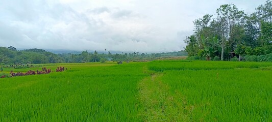 summer landscape with green grass and trees