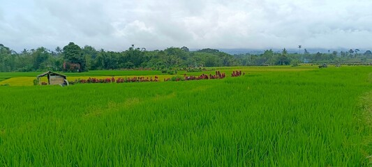 landscape with green grass and forest