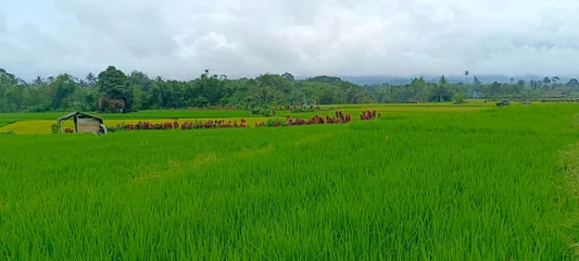 Foto auf Acrylglas Grün landscape with green grass and forest  © Randika