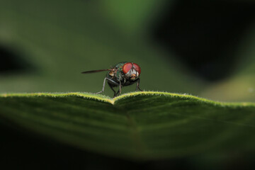 Fototapeta premium macro photo of housefly facing back