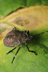 Halyomorpha Halys insect macro photo	