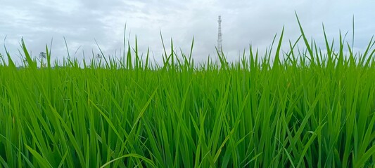 grass and sky