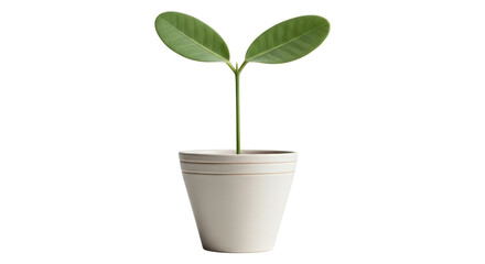 Isolated Plant Sprout in Pot