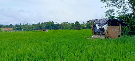 old hut on the edge of the rice fields
