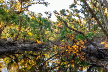 Florida jungles nature. Tropical wetlands with dense green rainforest at sunset
