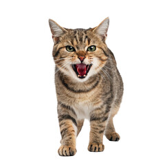 Obraz premium Hissing cat portrait png cat png hissing png portrait png angry png feline png pet png animal png transparent background