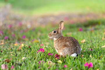 Grey small hare eating grass on Florida backyard. Wild rabbit in nature
