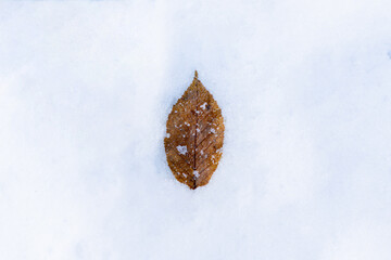 A single brown leaf lies on a blanket of fresh snow in a serene winter scene. The clear textures highlight nature's beauty.