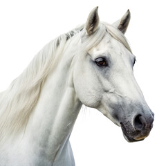Fototapeta premium Horse head png horse png head png animal png equine png farm png transparent background