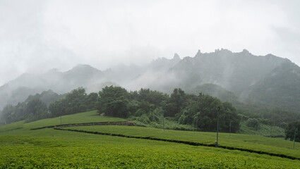 비 오는 날 빗줄기 사이로 보이는 산촌의 푸른 녹차밭 풍경