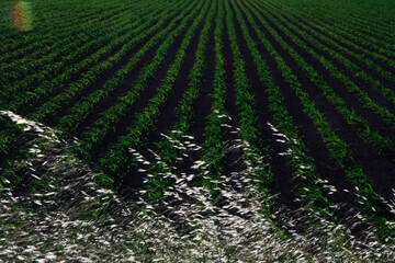 Green Leafs, Rural Life, Background Texture, Art, Zen