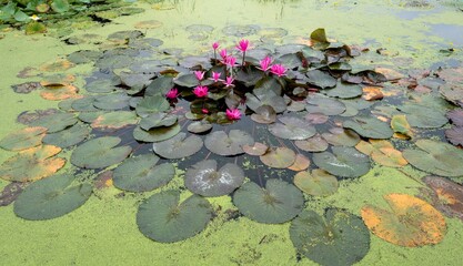 연꽃이 핀 작은 연못에 녹색식물 개구리밥이 빽빽하게 자라고 있다.