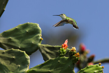Ruby Throated Hummingbird flying over a prickly pear cactus