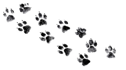 Dog paw prints trail isolated on transparent background