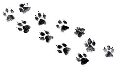 Dog paw prints trail isolated on transparent background