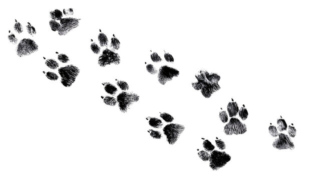 Dog paw prints trail isolated on transparent background