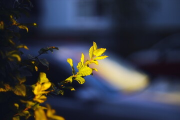 Close-up of fresh green leaves illuminated by warm sunlight with a soft, blurred background.