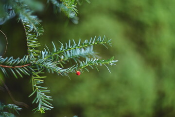 Close-up of a green conifer branch with a single small red berry against a blurred natural background.