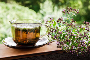 Homemade Oregano, Origanum vulgare herbal tea in a glass tea cup. Steaming hot drink with fresh Oregano flower blossoms around, wood board and nature forest on background.