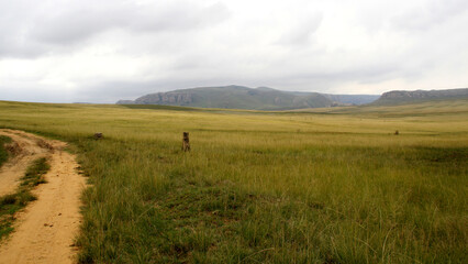 Obraz premium Landscape photo of a dirt road and trees on either side. Qwaqwa Situated near the Maluti Mountains, the park is in a region rich with natural beauty, cultural significance, and biodiversity.